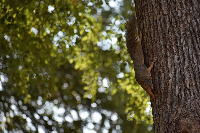 人员的指挥 人员的指挥
