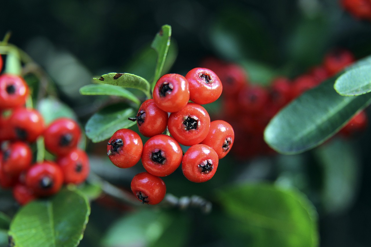 西媒：尽管葡萄牙球队已开出报价，但罗克更倾向于加盟皇家贝蒂斯.